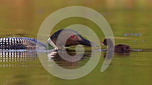 A Common Loon in Maine