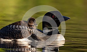 Common Loon in Maine