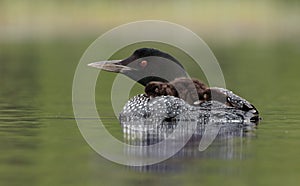 Common Loon in Maine