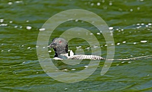 A Common Loon in Maine photo