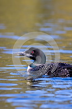 Common Loon male on Adirondack lake in St Regis Wilderness NY with peak fall foliage on a peaceful calm morning