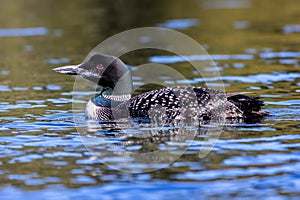 Common Loon male on Adirondack lake in St Regis Wilderness NY with peak fall foliage on a peaceful calm morning