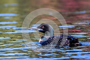 Common Loon male on Adirondack lake in St Regis Wilderness NY with peak fall foliage on a peaceful calm morning