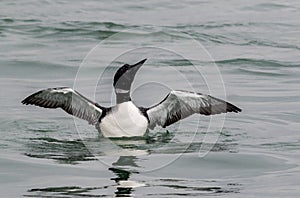 Common Loon male has striking black and white plumage in the springtime as he spreads his wings