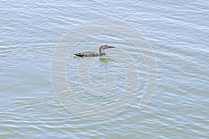 Common Loon in Molting Plumage