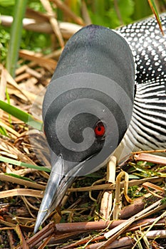 Common Loon on Nest