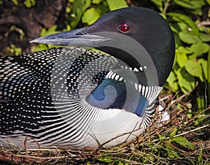 Common Loon on nest Gavia immer