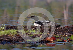 Common Loon on nest