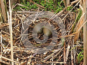 Common Loon Nest with Pair of Eggs