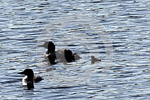 Common Loon pair with two new babies