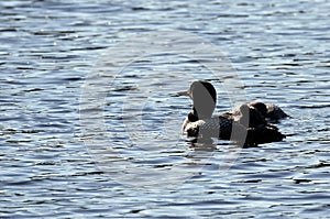 Common Loon pair with two new babies