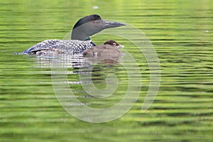 Common Loon Parent and Baby Chick