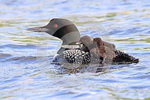 Common Loon Parent and Baby Chicks
