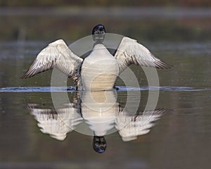 Common Loon in partial molt flapping its wings after preening in