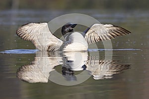 Common Loon in partial molt flapping its wings after preening in