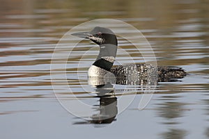 Common Loon in partial molt in late summer - Ontario, Canada