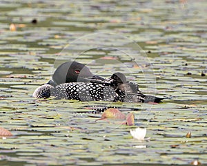 Common Loon Photo. Baby chick loon riding on parent\'s back and celebrating the new life with water lily pads.t