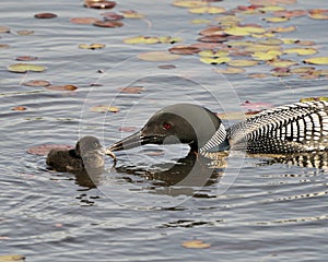Common Loon Photo. Baby chick loon swimming in pond and celebrating the new life with water lily pads in their environment and