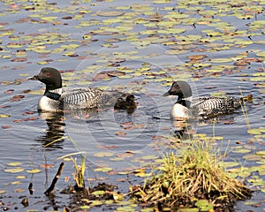 Common Loon Photo. Couple swimming and caring for baby chick loon with water lily pads foreground and background and enjoying the