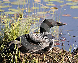 Common Loon Photo. Loon with one day baby chick under her feather wings on the nest protecting and caring for the baby loon in its