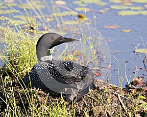 Common Loon Photo. Loon with one day baby chick under her feather wings on the nest protecting and caring for the baby loon in its