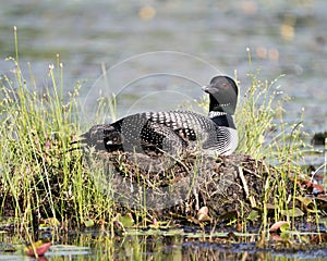 Common Loon Photo. Loon with one day baby chick under her feather wings on the nest protecting and caring for the baby loon in its