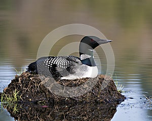 Common Loon Photo Stock. Loon Nest Image. Nesting with marsh grasses, mud and water by the lakeshore in