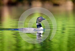 Common Loon Quebec Canada.