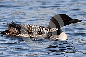 Common loon red eye