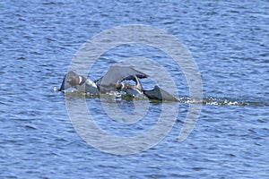 Common Loon Rendezvous