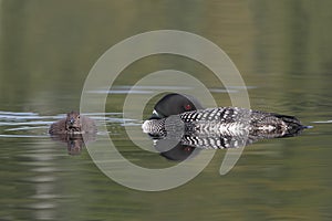 Common Loon Resting Next to its Baby