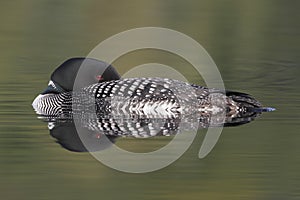Common Loon Resting on the Water - Halibrton, Ontario
