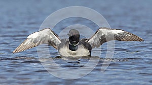 A Common Loon rises from the water to shake its wings dry - Ontario, Canada