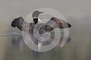 Common Loon Rising out of Water