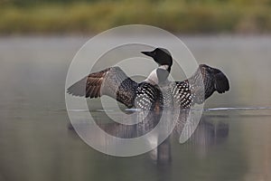 Common Loon Rising out of Water on a Misty Lake