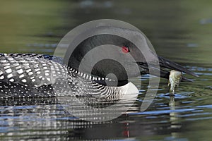 Common Loon with a Small Sunfish