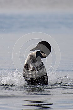 Common Loon standing on water