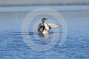 Common Loon Stretching Wings