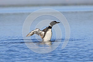 Common Loon Stretching Wings