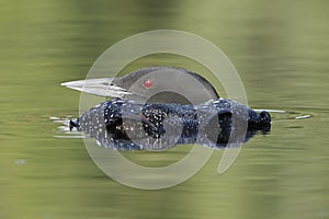 Common Loon Submerging