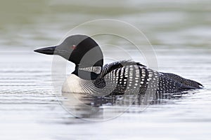 Common Loon Swimming on a Lake in Summer