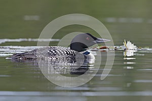 Common Loon Swimming Next to a Lily Pad