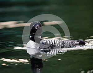 Common Loon Swimming with Reflection Gavia immer