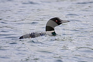 Common Loon swimming in water