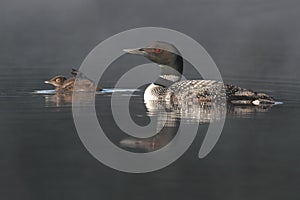 Common Loon Swimming with Young Chick