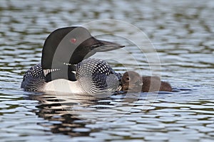 Common Loon Swimming with Young Chick at its Side