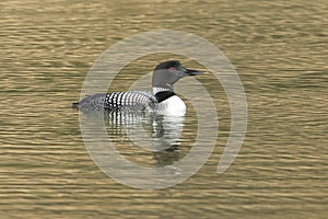 Common Loon swims in Fernan Lake, Idaho.