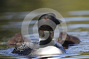 A Common Loon swims toward camera followed by its two chicks