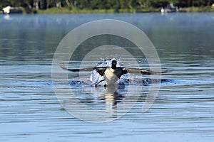 Common Loon Taking Off