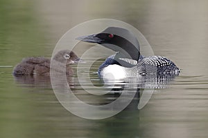 Common Loon and Three-Week Old Chick